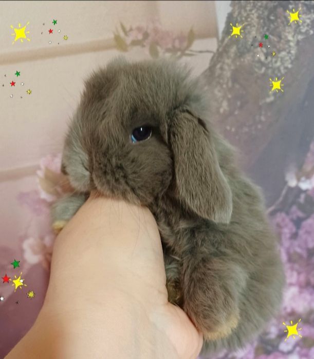 Kroliczki mini lop miniaturka hodowla zarejestrowana