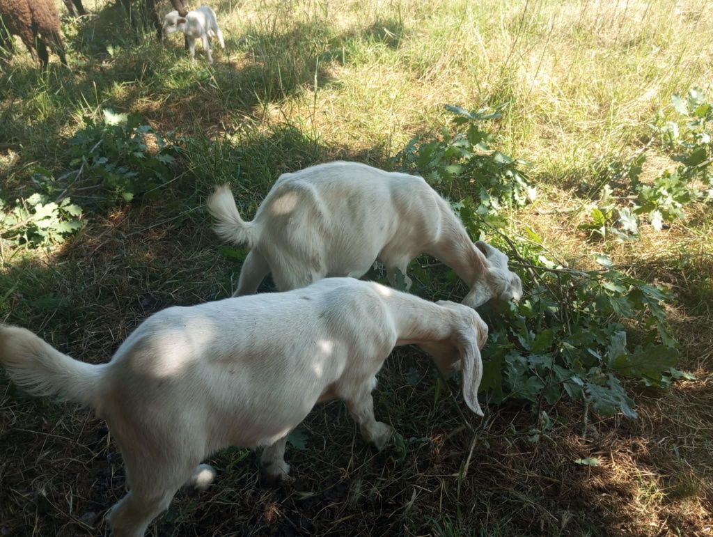 Cabrito com 6 meses