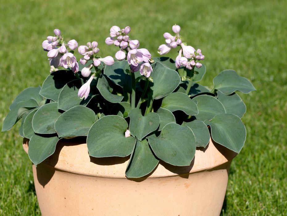 Funkia Hosta 'Blue Mouse Ears' W DONICZCE 2L, NIEBIESKA, Miniaturka