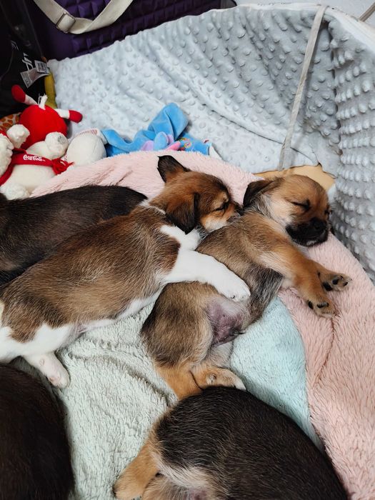 Oddam za darmo 6 piesków shih tzu mieszanka dwa miesiące szczeniaki