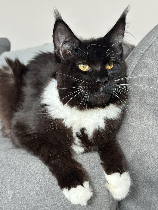 Koteczka Maine Coon w kolorze czarno-białym gotowa do zmiany domku