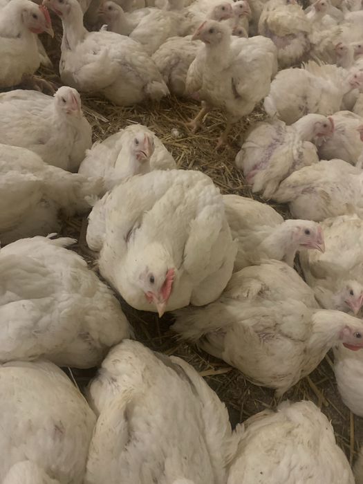 Продам кури бройлера