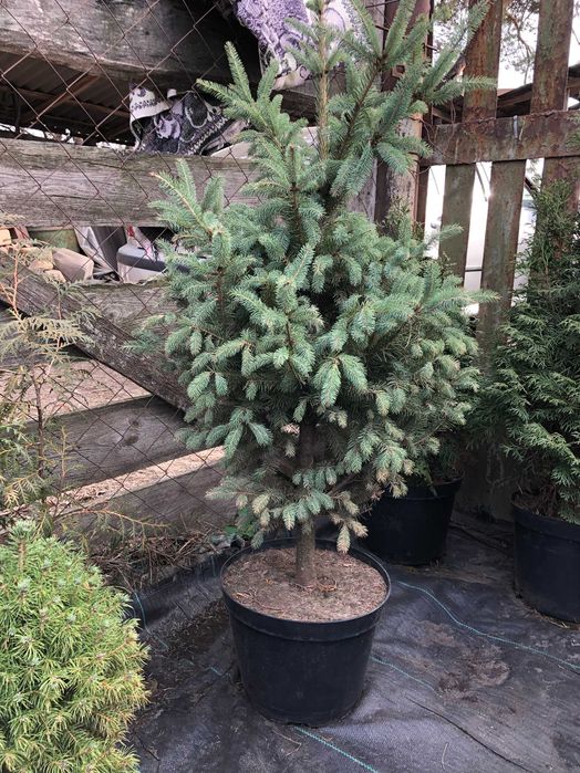 Декоративні рослини