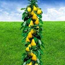 Саджанці колоновидних дерев.Черешня, Груша, Яблоня, Персик, Слива..