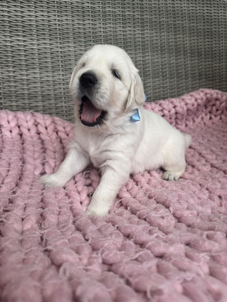 GOLDEN Retriever Piesek ZKWP FCI Po Championie