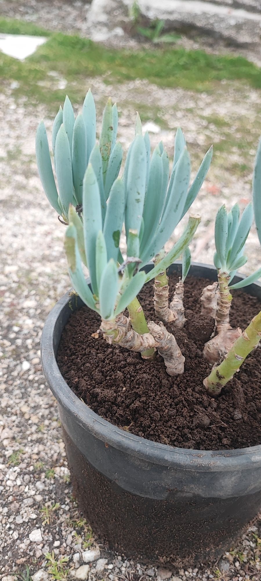 Planta suculenta