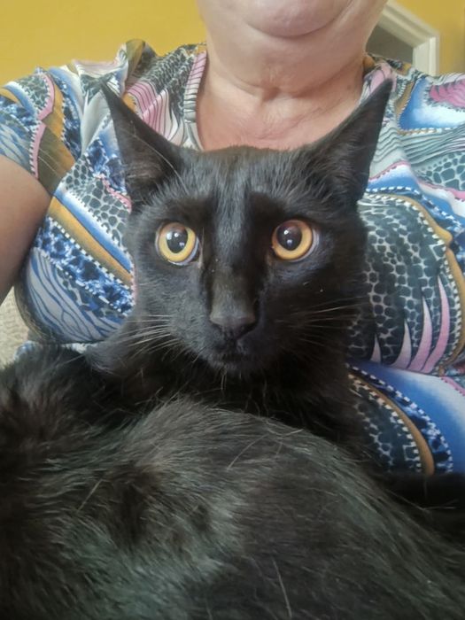 Zaginął czarny kocurek