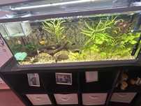 Aquario Zolux 120lt