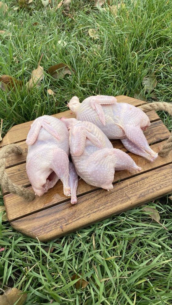 Мясо перепілки. Перепілка на бульйон. Мясо. Перепілка
