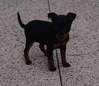 Pinscher miniatura ( pincher )