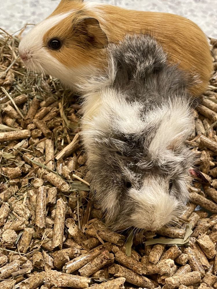 Świnka Morska, Cavia domowa - wyjątkowe kolory!