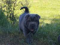 Shar pei szczeniak