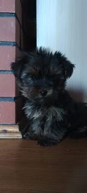 York piesek Yorkshire terrier