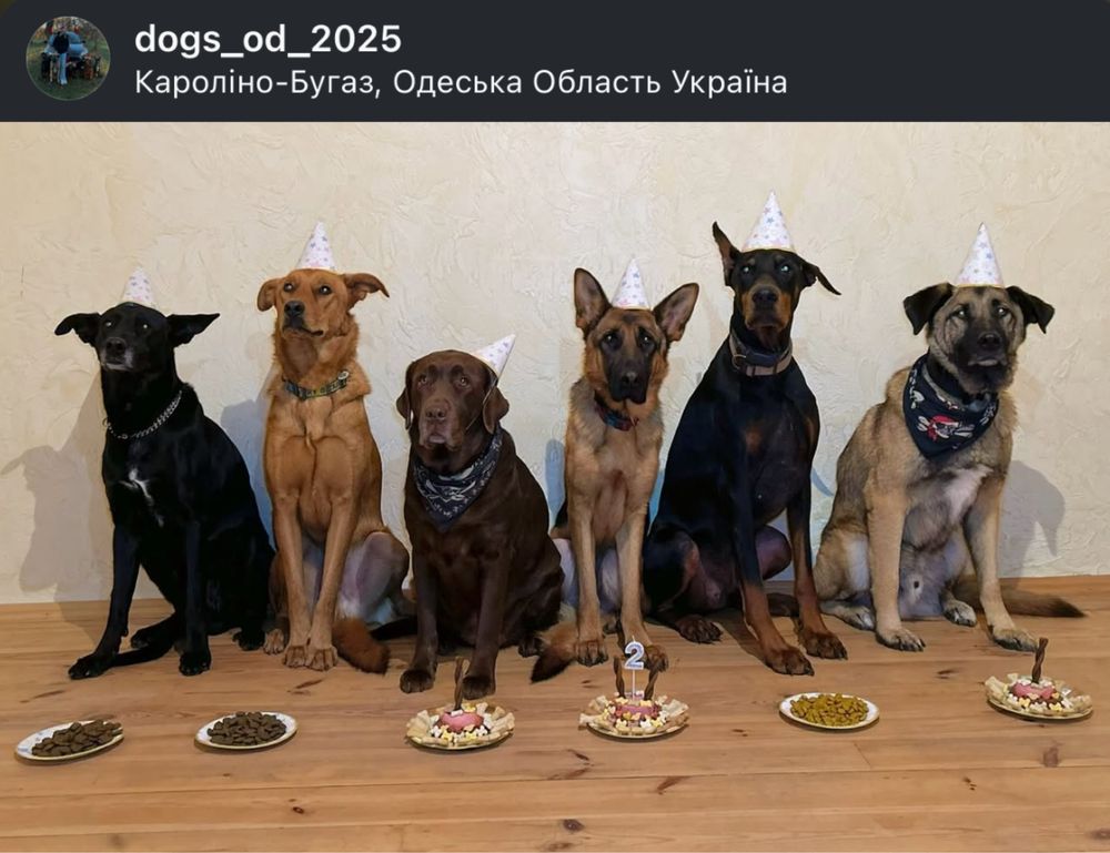Гостиница для собак, Передержка и Дрессировка Собак, Отель