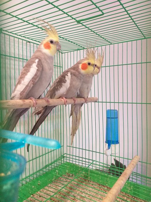 Caturras ( Loja Profissional )