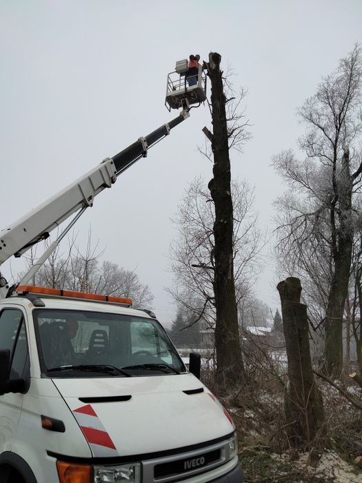 Wycinka i pielęgnacja drzew
