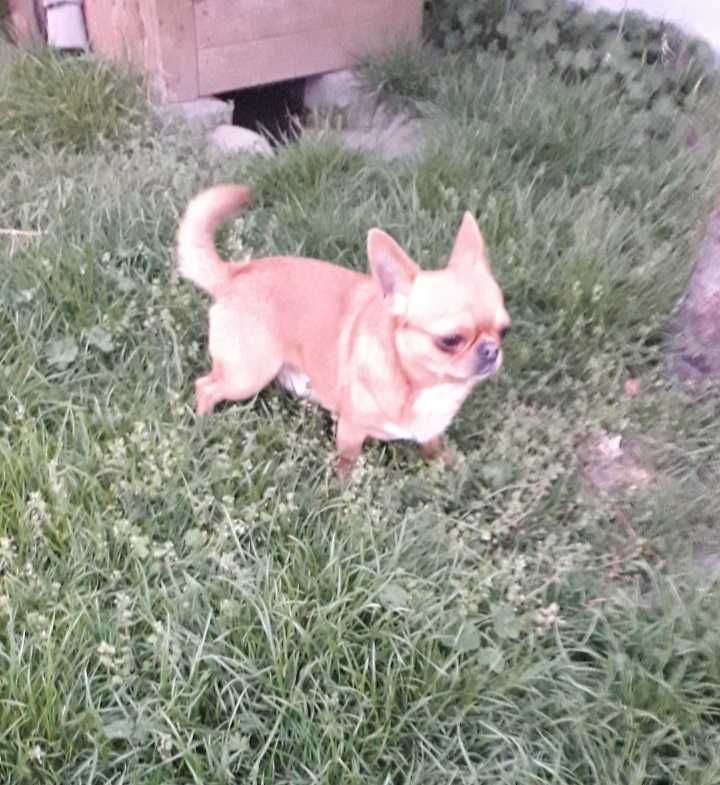 Chiuhuahua piesek