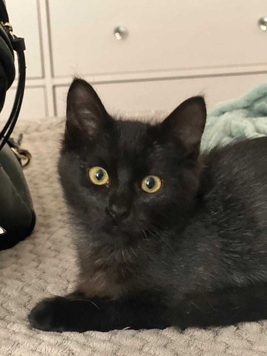 Várias gatinhas para adopção