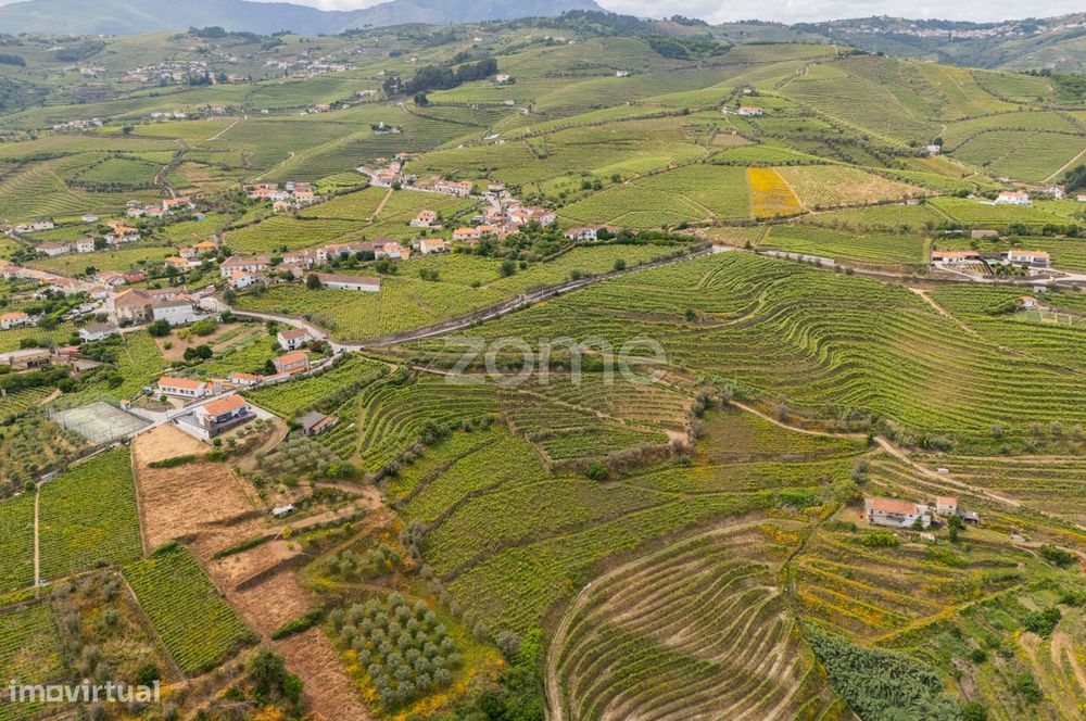 Terreno com Vinha de Benefício – 10.374 m² - Santa Marta de Penagui...