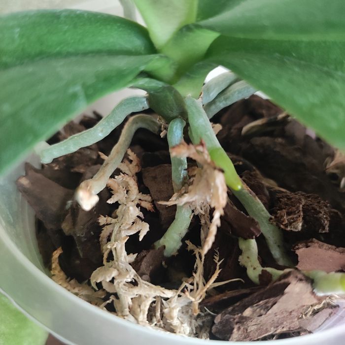 Маленька орхідея