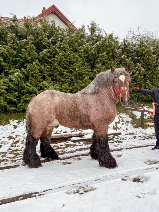 Ogier arden / Xanthos D'AVE zamiana