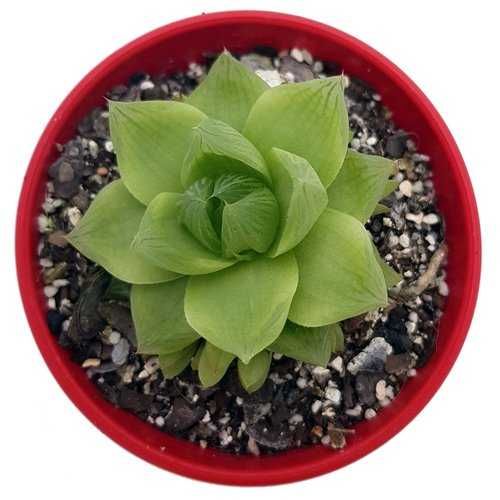 Suculenta Aranto Mae De Milhares Kalanchoe x Houghtonii Cacto Cancro