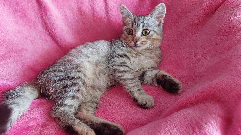 Гарна дівчинка шукає дім