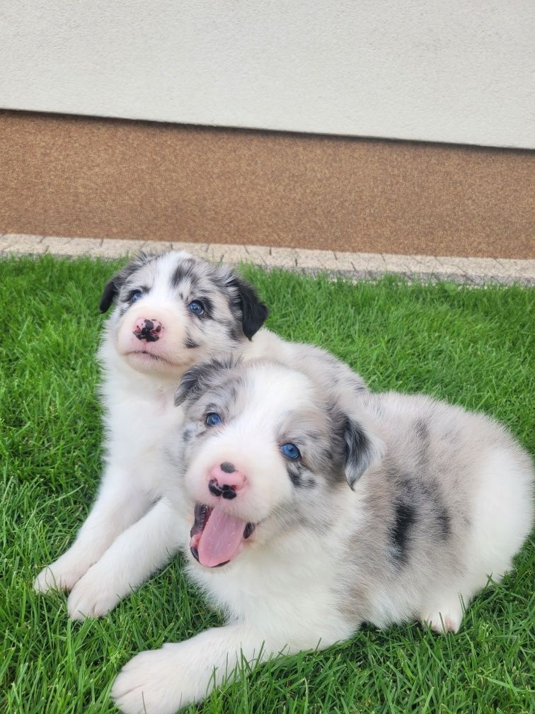 Border Collie Piesek 1 Zaprasza