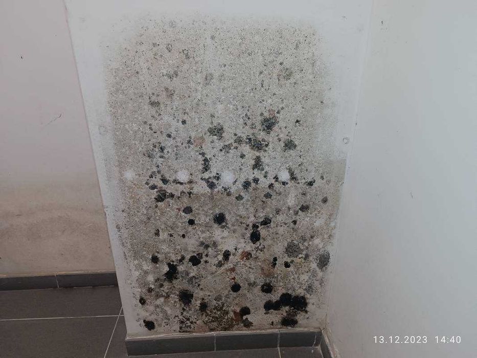 Odgrzybianie - Usuwanie pleśni ! Proklienckie podejscie.