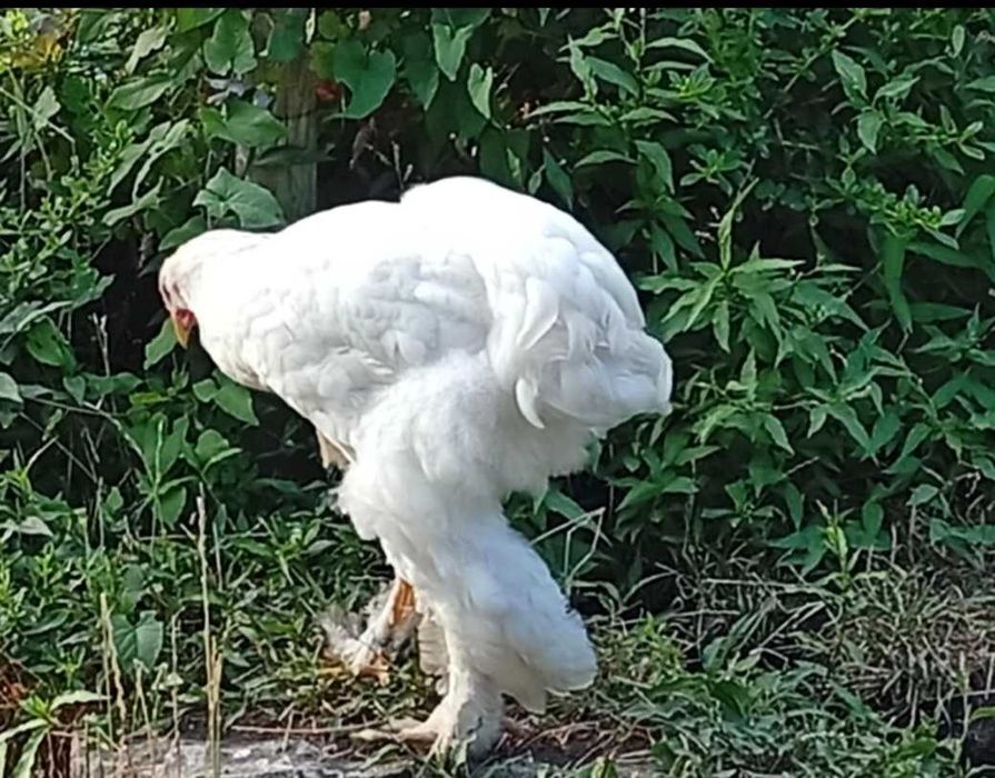 Patos gansos perus