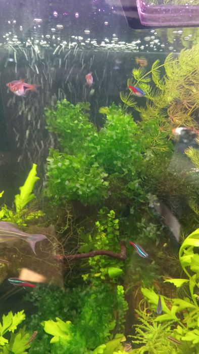 Roślina do akwarium wątrobowiec