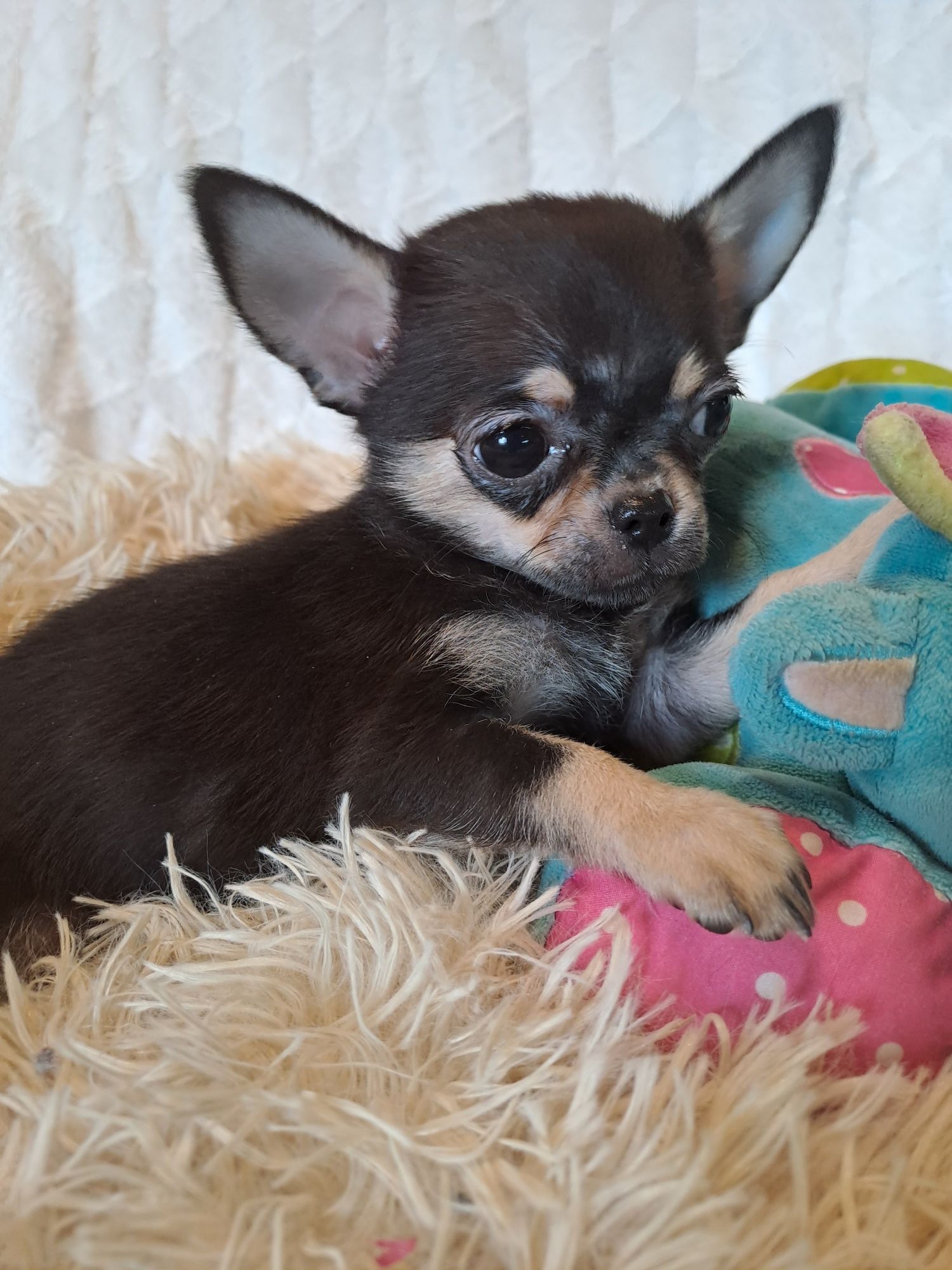 ** SPAYKUŚ**chihuahua xxs black gotowy do odbioru