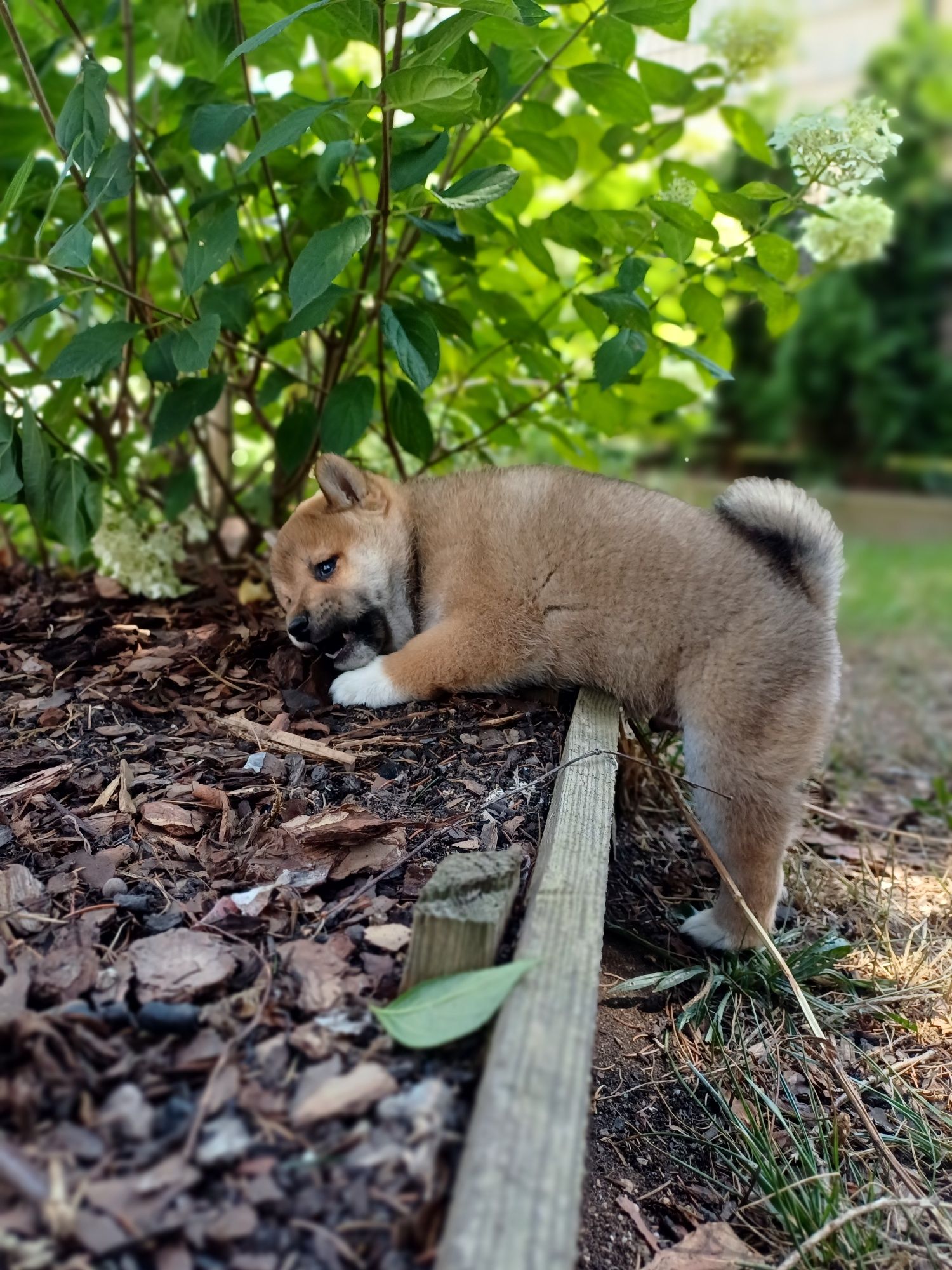 Shiba inu-Piesek