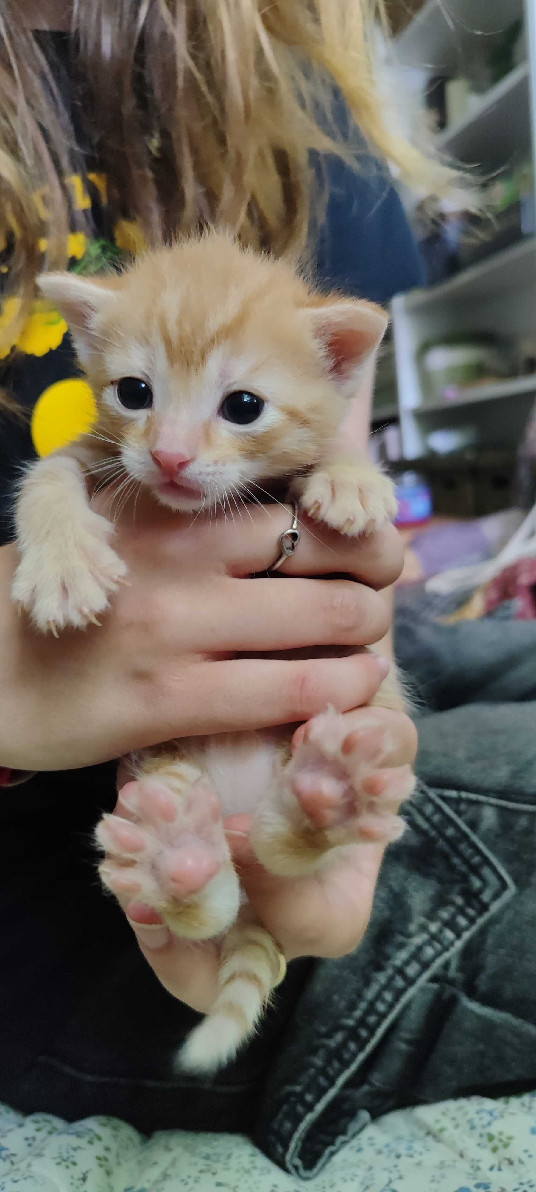 Rudy kotek do adopcji