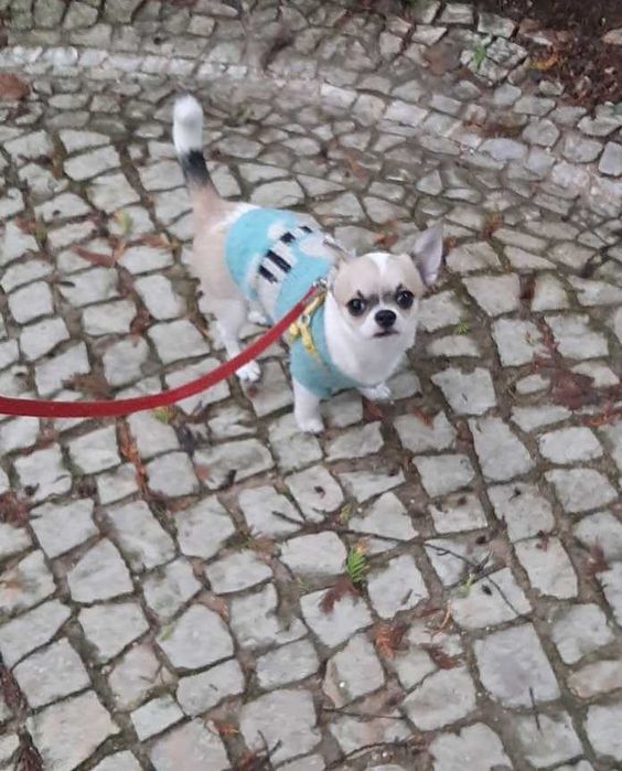 Chihuahua macho cor creme , mini, nao cresce mais