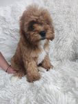 Cavapoo piesek gotowy do odbioru