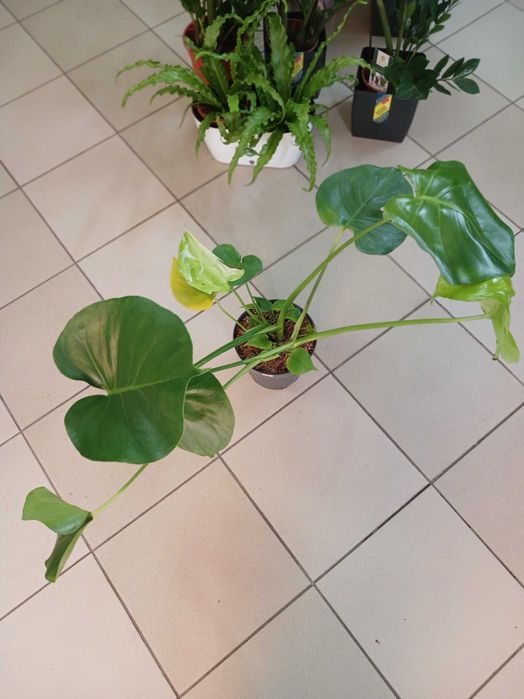 Монстера Манкі квіти на подарунки. Монстера Делікатесна 600 грн