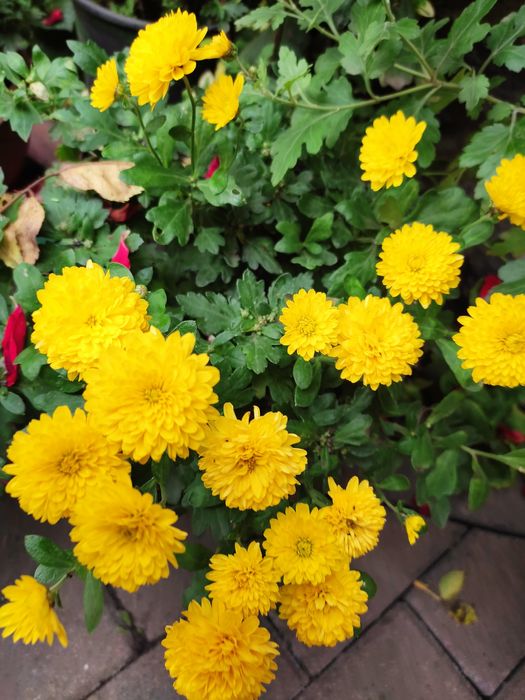 Мультифлора осіння