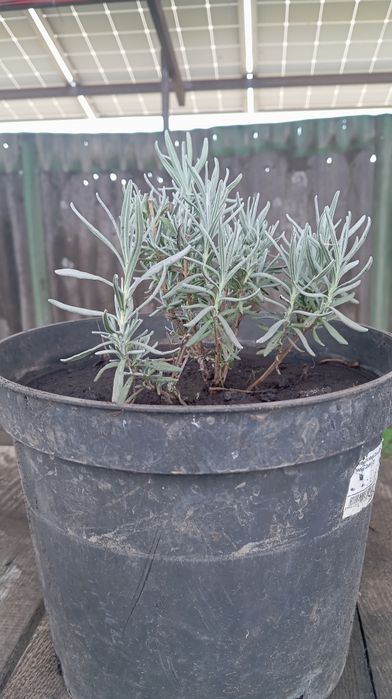 Саджанці лаванди