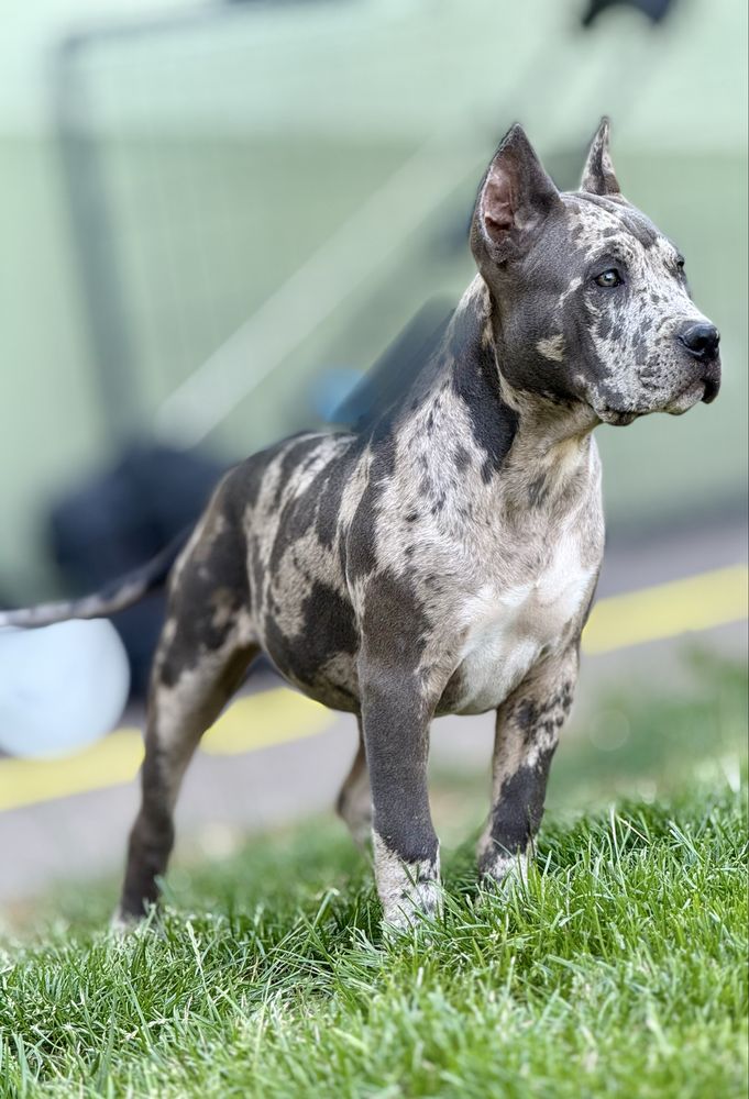 Suczka American Bully XL