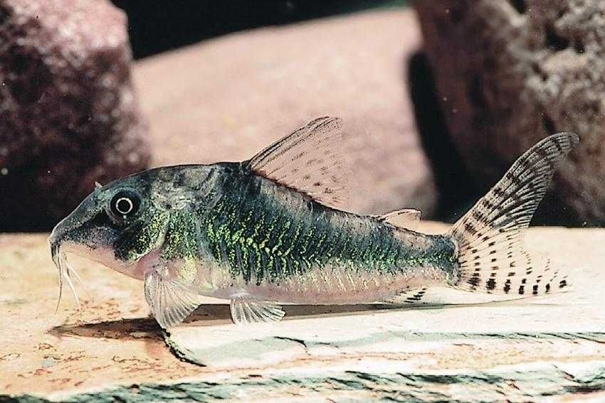 Kirysek zielony - Corydoras septentrionalis - Kirys - dowóz, wysyłka