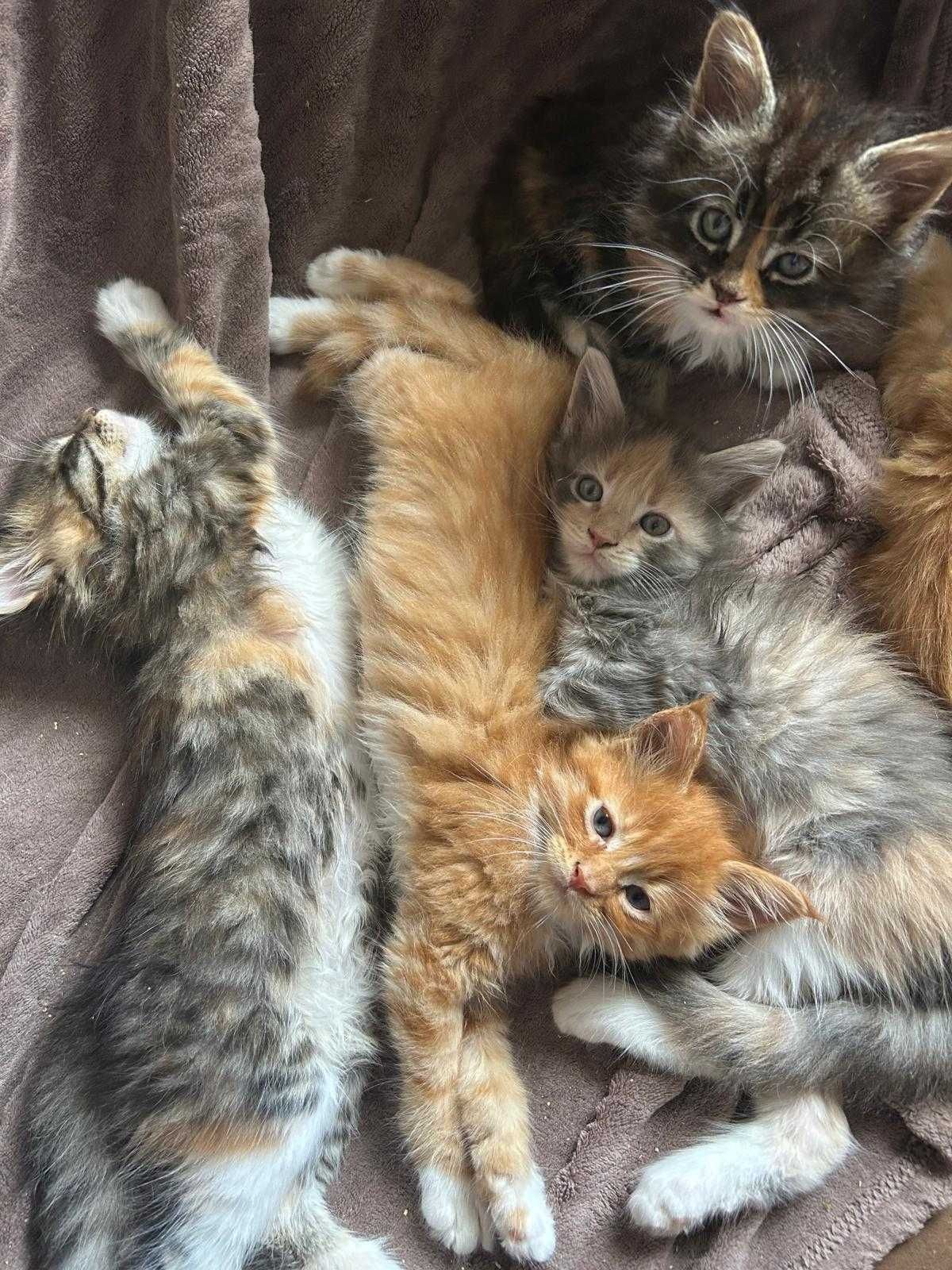 Kotka Maine Coon