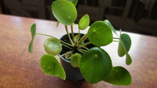 Kwiat Pieniążek Pilea