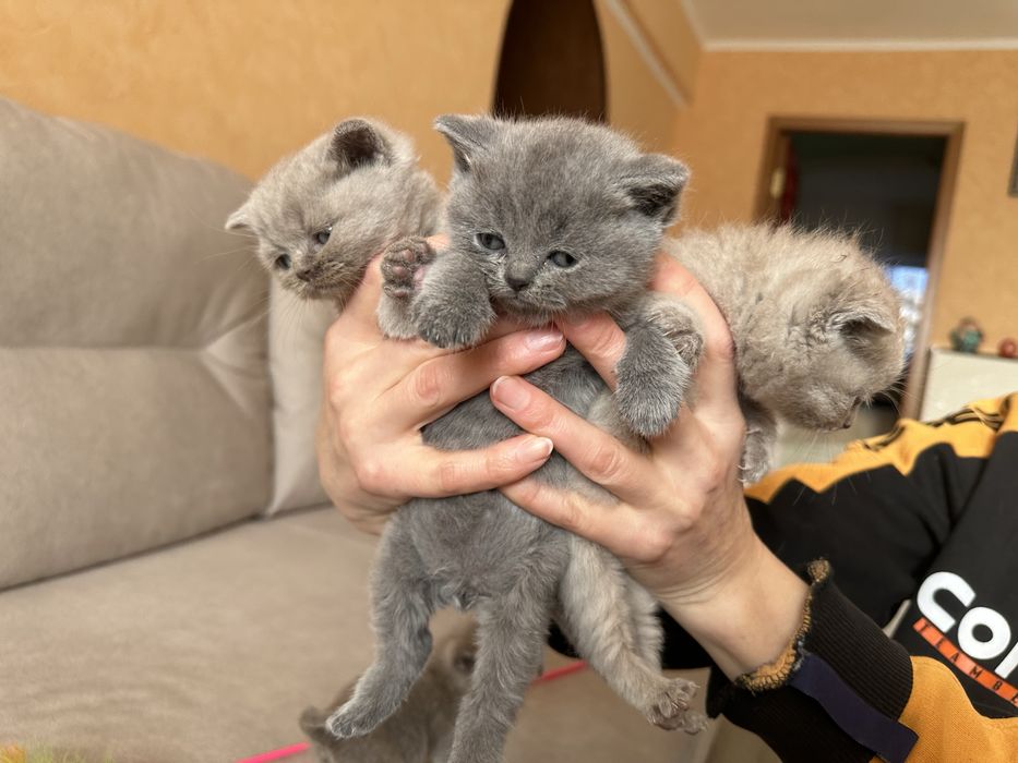 Шотландські кошенята