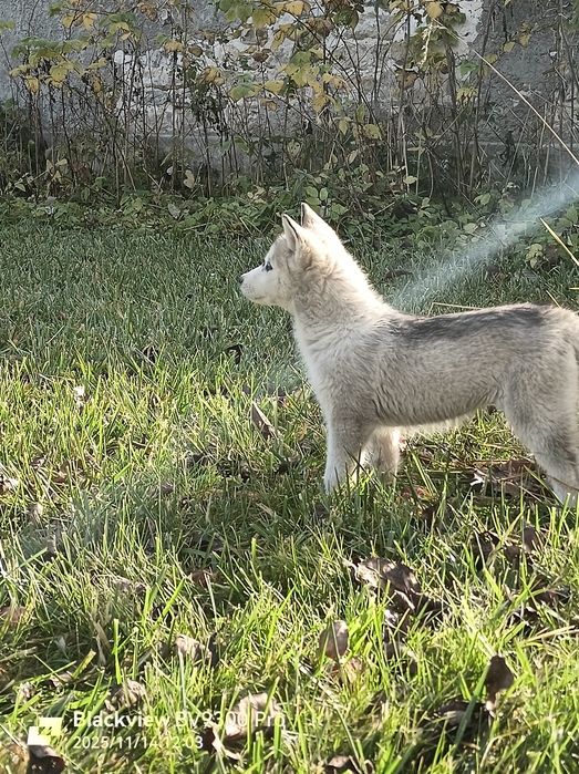 Цуценята хаскі #хаскі#подаруємо хасанят