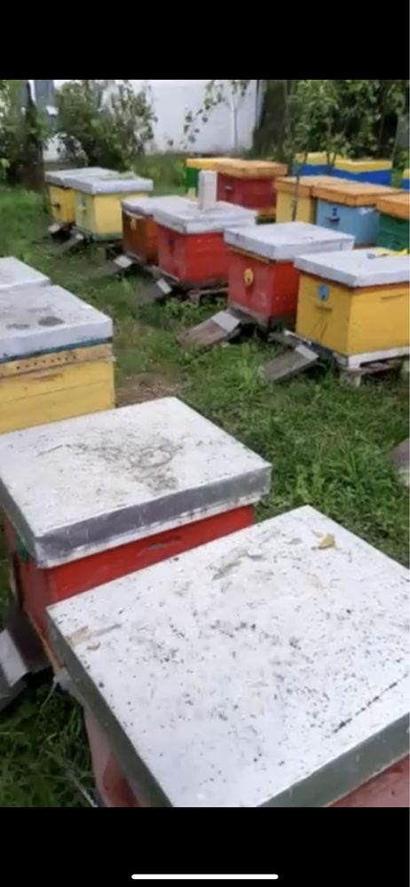 Продам пасіку.Вулики.Рамки.Бакфаст