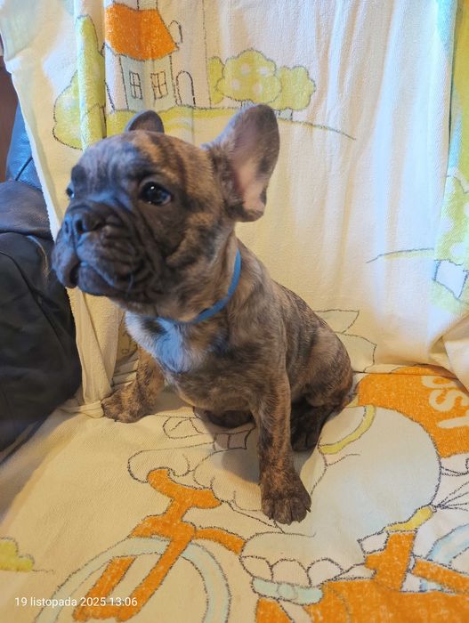 Buldog francuski, Piesek, Gotowy do odbioru, OMAR