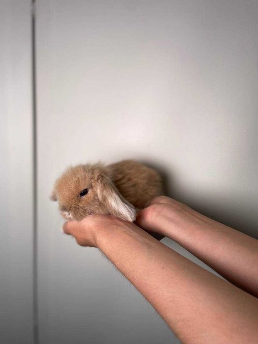 Чудові пухнасті кролики дуже милі та ласкаві малюки