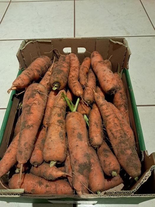 Buraki marchew warzywa eko