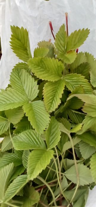 Листя лісової суниці (земляника) з Карпат